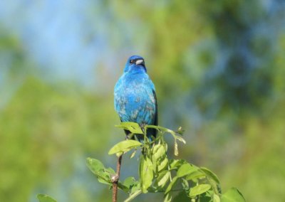 Indigo Bunting