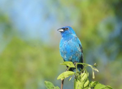 Indigo Bunting