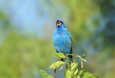 Indigo Bunting