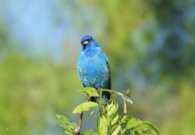 Indigo Bunting