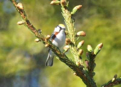 Chestnut-sided Warbler