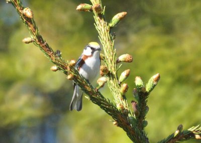 Chestnut-sided Warbler