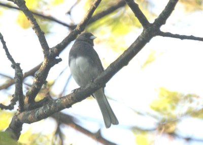 Dark-eyed Junco