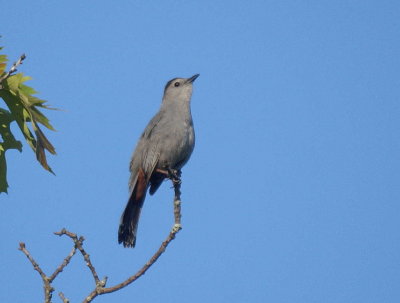 Gray Catbird