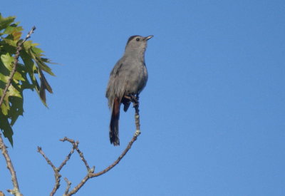 Gray Catbird