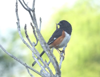 Eastern Towhee