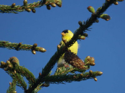 American Goldfinch