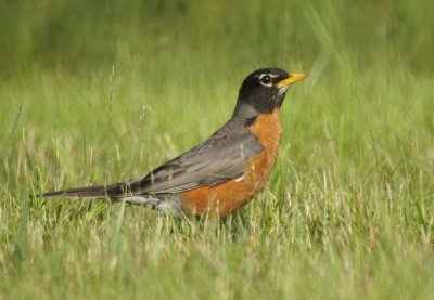 American Robin