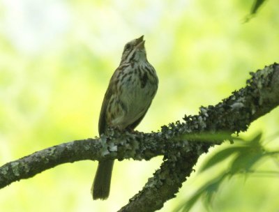 Song Sparrow