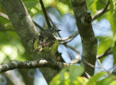 Blue-headed Vireo