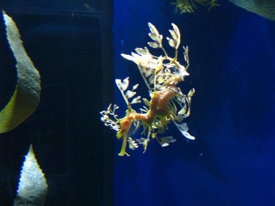 This is a leafy sea-dragon.