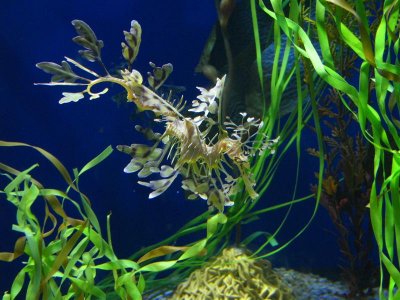 Aquarium of the Pacific