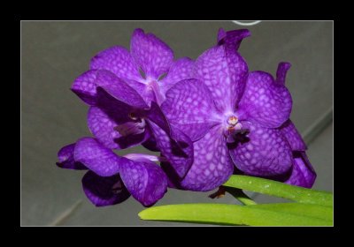 JB-Orquideas-2006-01.jpg