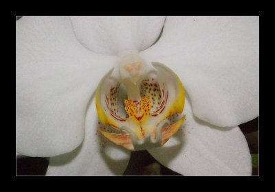 JB-Orquideas-2006-02.jpg