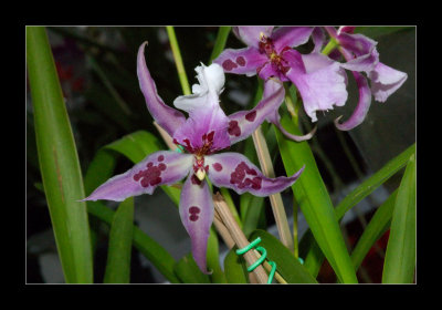 JB-Orquideas-2006-04.jpg