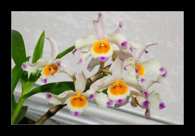 JB-Orquideas-2006-10.jpg