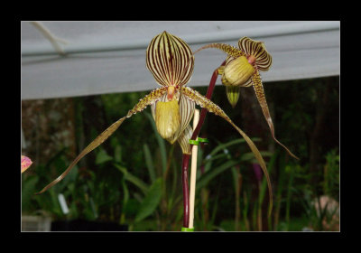 JB-Orquideas-2006-12.jpg