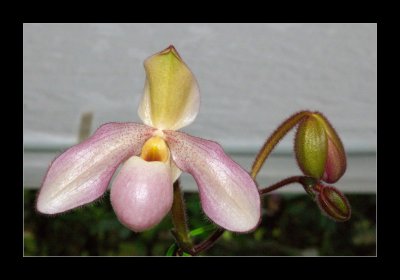 JB-Orquideas-2006-13.jpg
