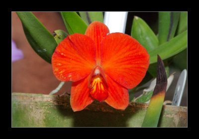 JB-Orquideas-2006-16.jpg