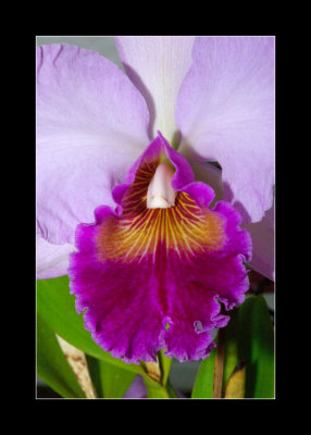 JB-Orquideas-2006-17.jpg