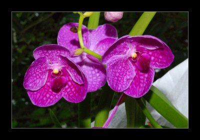 JB-Orquideas-2006-18.jpg