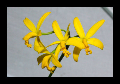 JB-Orquideas-2006-20.jpg
