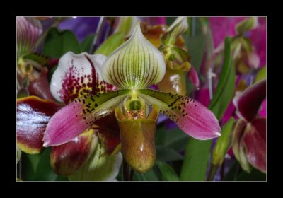 JB-Orquideas-2006-21.jpg