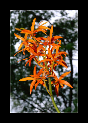 JB-Orquideas-2006-22.jpg