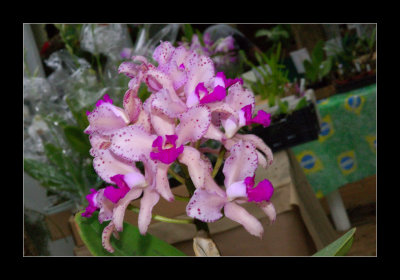 JB-Orquideas-2006-24.jpg