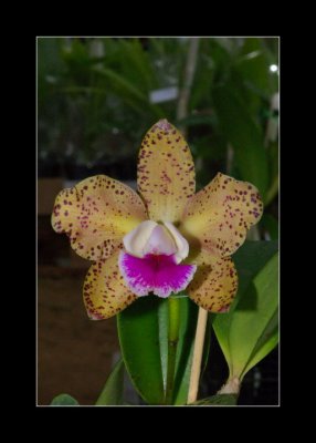 JB-Orquideas-2006-25.jpg