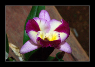 JB-Orquideas-2006-27.jpg