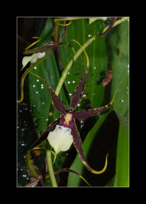JB-Orquideas-2006-28.jpg