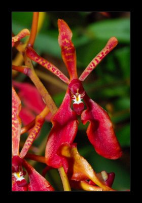 JB-Orquideas-2006-29.jpg