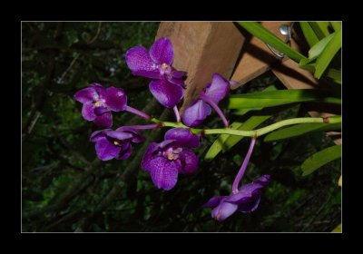 JB-Orquideas-2006-31.jpg
