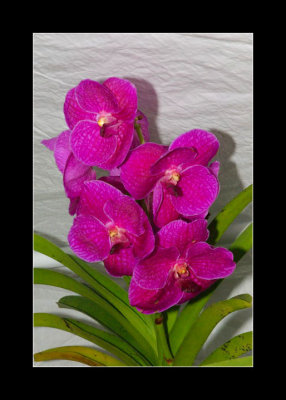 JB-Orquideas-2006-32.jpg