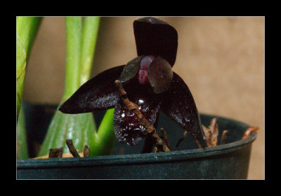 JB-Orquideas-2006-34.jpg