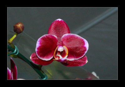 JB-Orquideas-2006-35.jpg