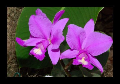 JB-Orquideas-2006-36.jpg