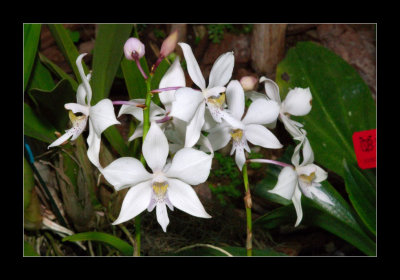 JB-Orquideas-2006-37.jpg