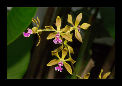 JB-Orquideas-2006-38.jpg