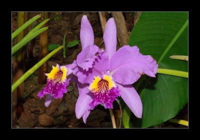JB-Orquideas-2006-39.jpg