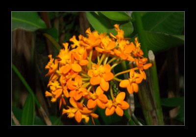 JB-Orquideas-2006-40.jpg