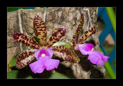 JB-Orquideas-2006-43.jpg