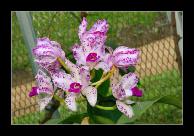 JB-Orquideas-2006-45.jpg