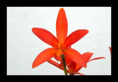 JB-Orquideas-2006-46.jpg