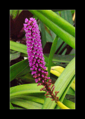 JB-Orquideas-2006-47.jpg