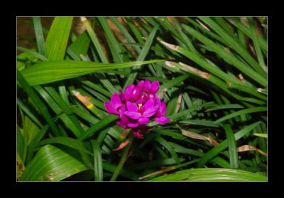 JB-Orquideas-2006-48.jpg