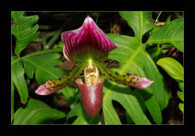 JB-Orquideas-2006-49.jpg