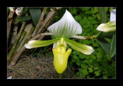 JB-Orquideas-2006-50.jpg