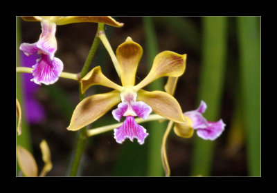 JB-Orquideas-2006-51.jpg